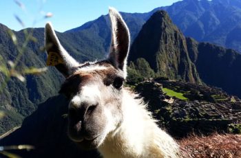 Curiosidades sobre o Peru que você precisa saber